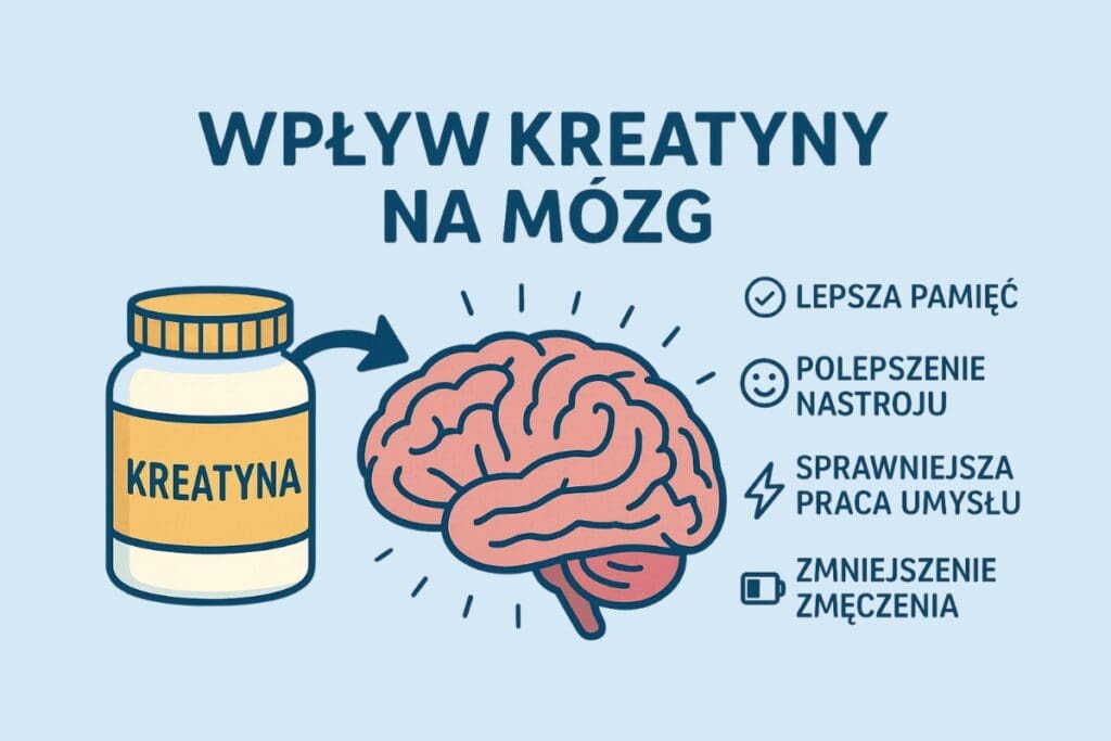 Nie tylko silne i duże mięśnie. Oto jak kreatyna wpływa na Twój mózg 3 jak kreatyna działa na mózg